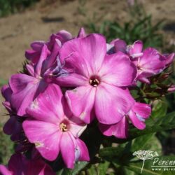 Phlox paniculata Wilhelm Kesselring