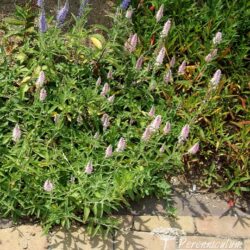 Veronica spicata Erica