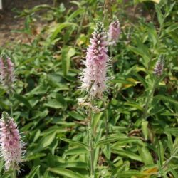 Veronica spicata Erica