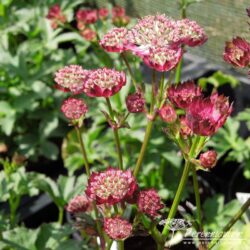 Astrantia major Moulin Rouge