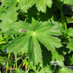 Astrantia major Moulin Rouge