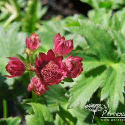 Astrantia major Moulin Rouge