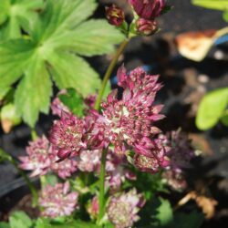 Astrantia major Moulin Rouge