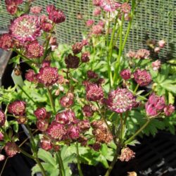 Astrantia major Moulin Rouge