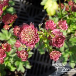 Astrantia major Moulin Rouge