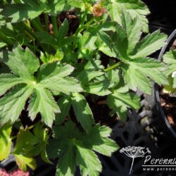 Astrantia major Moulin Rouge