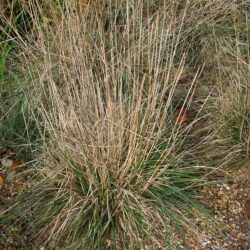 Deschampsia cespitosa Bronzeschleier