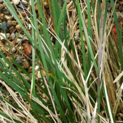 Deschampsia cespitosa Bronzeschleier