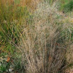 Deschampsia cespitosa Bronzeschleier