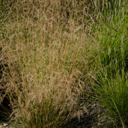 Deschampsia cespitosa Goldtau