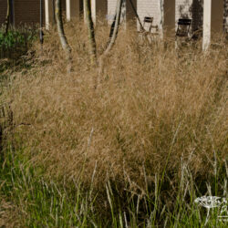 Deschampsia cespitosa Goldtau