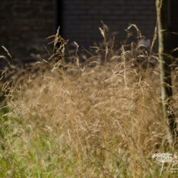 Deschampsia cespitosa Goldtau