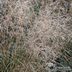 Deschampsia cespitosa Goldtau