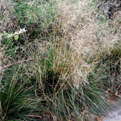 Deschampsia cespitosa Goldtau