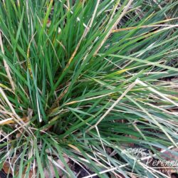 Deschampsia cespitosa Goldtau