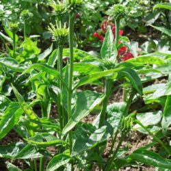 Echinacea purpurea Jade