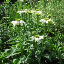 Echinacea purpurea Jade