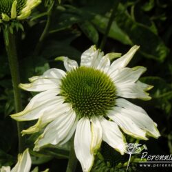 Echinacea purpurea Jade