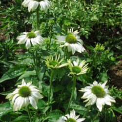 Echinacea purpurea Jade