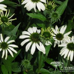 Echinacea purpurea Jade