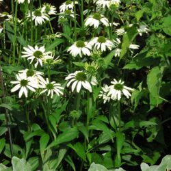 Echinacea purpurea Jade