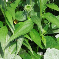 Echinacea purpurea Jade