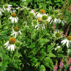 Echinacea purpurea White Swan