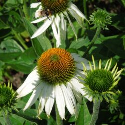 Echinacea purpurea White Swan