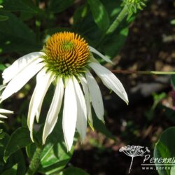 Echinacea purpurea White Swan