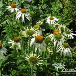 Echinacea purpurea White Swan