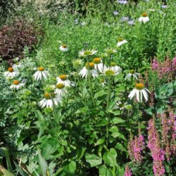 Echinacea purpurea White Swan