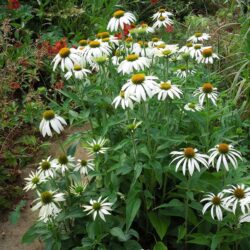 Echinacea purpurea White Swan