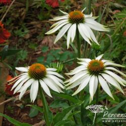 Echinacea purpurea White Swan