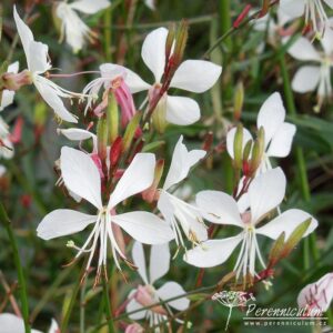 Gaura lindheimerii Whirling Butterflies