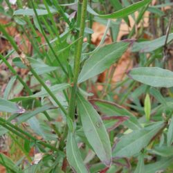 Gaura lindheimerii Whirling Butterflies