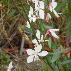 Gaura lindheimerii Whirling Butterflies