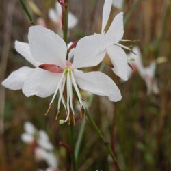 Gaura lindheimerii Whirling Butterflies