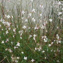 Gaura lindheimerii Whirling Butterflies