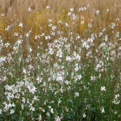 Gaura lindheimerii Whirling Butterflies