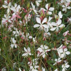 Gaura lindheimerii Whirling Butterflies