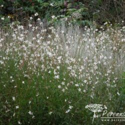 Gaura lindheimerii Whirling Butterflies