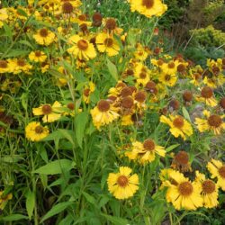 Helenium Goldrausch