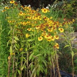 Helenium Goldrausch