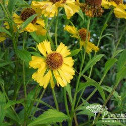 Helenium Goldrausch