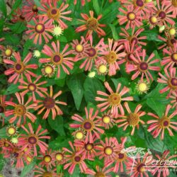 Helenium Wagon Wheel