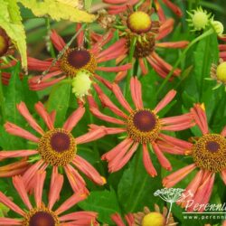 Helenium Wagon Wheel