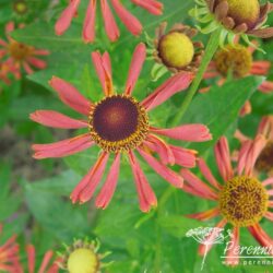 Helenium Wagon Wheel