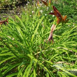 Hemerocallis Stafford