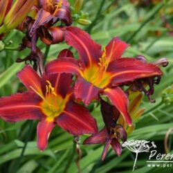 Hemerocallis Stafford