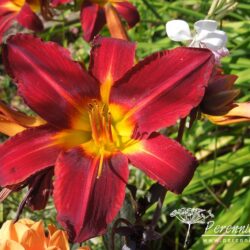 Hemerocallis Stafford